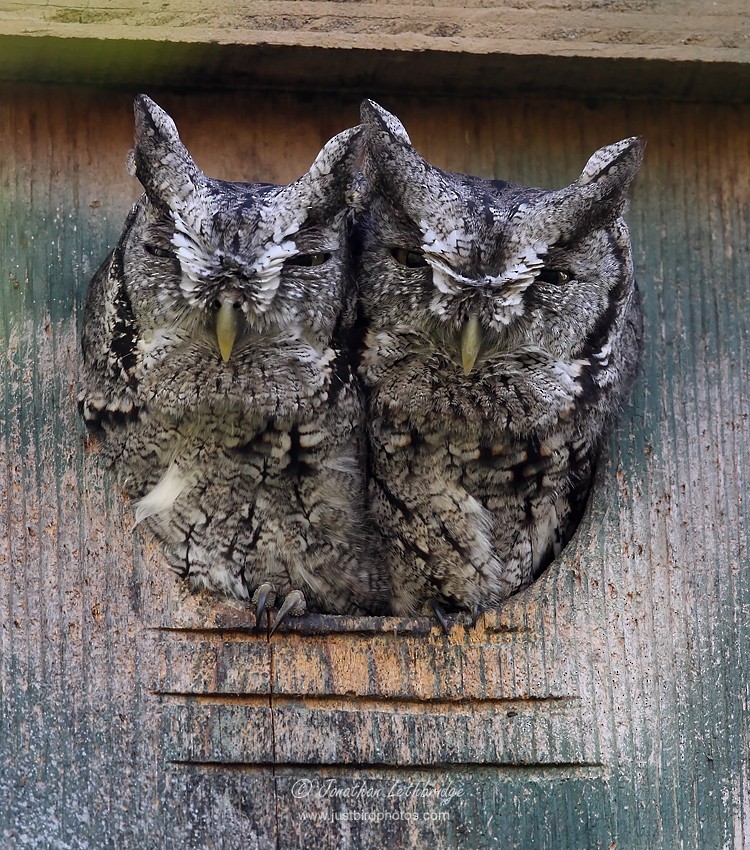 Eastern Screech-Owl - Jonathan Lethbridge