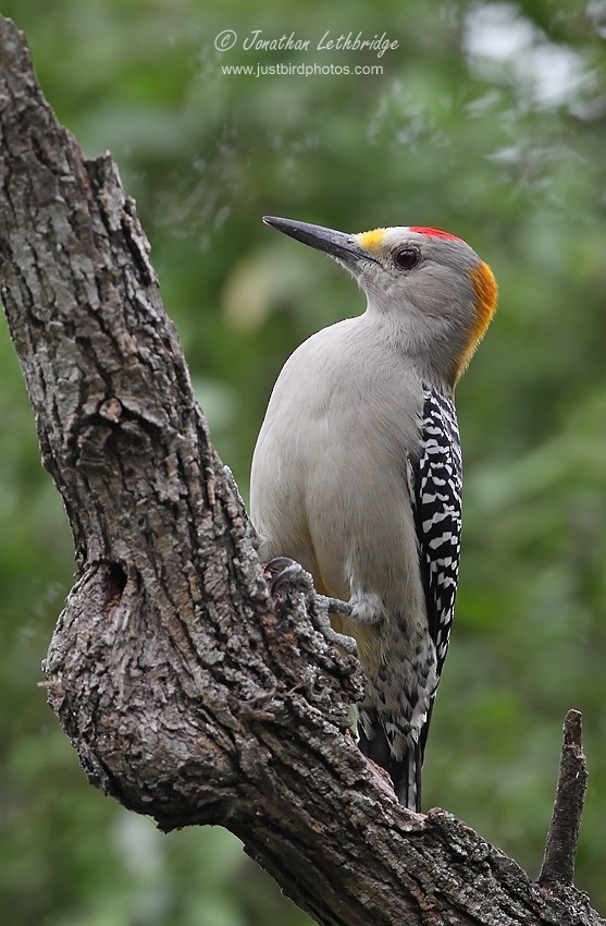 Golden-fronted Woodpecker - Jonathan Lethbridge