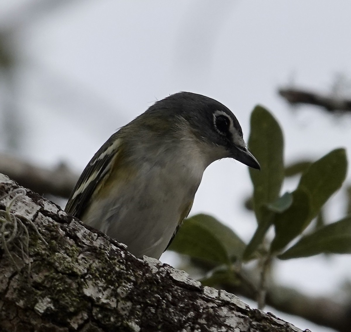 Mavi Başlı Vireo - ML614258351