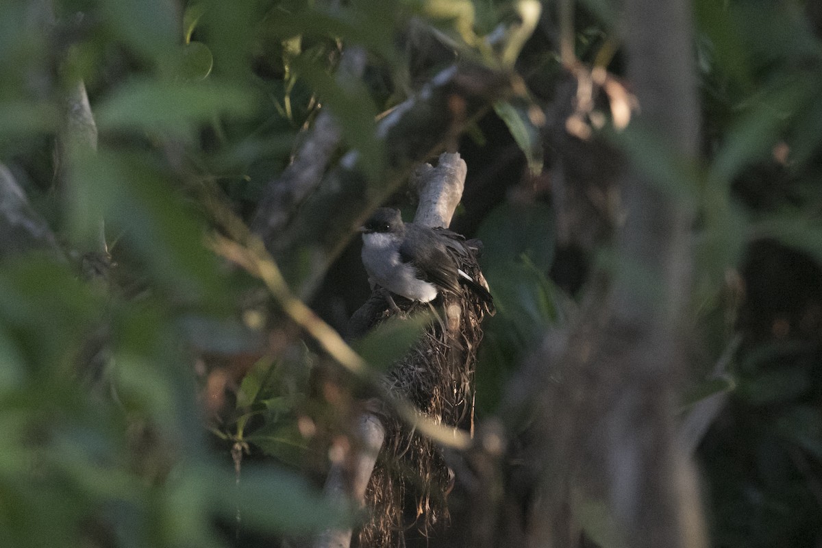 Mangrove Robin - John Cantwell