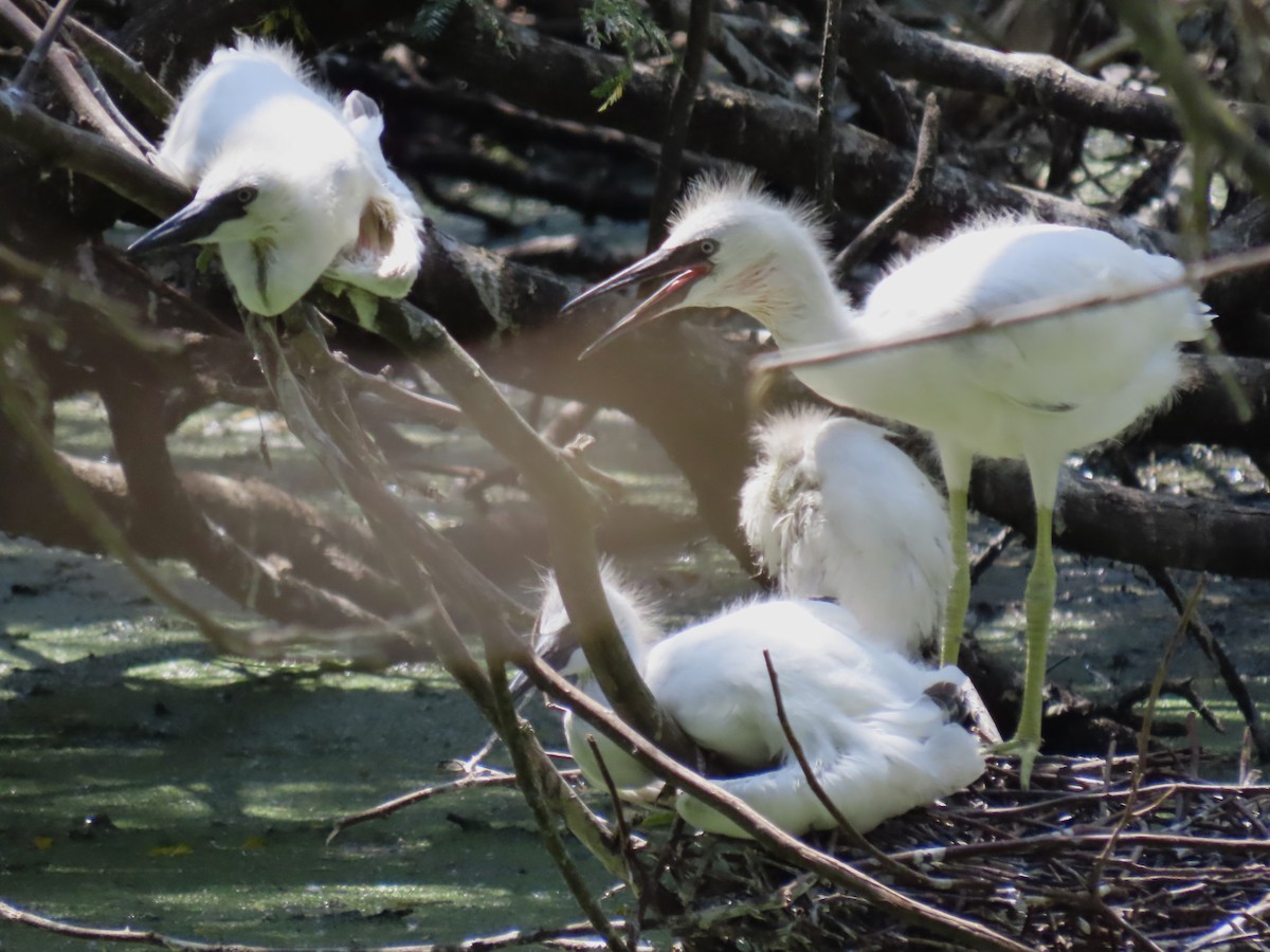 Little Blue Heron - ML614258369