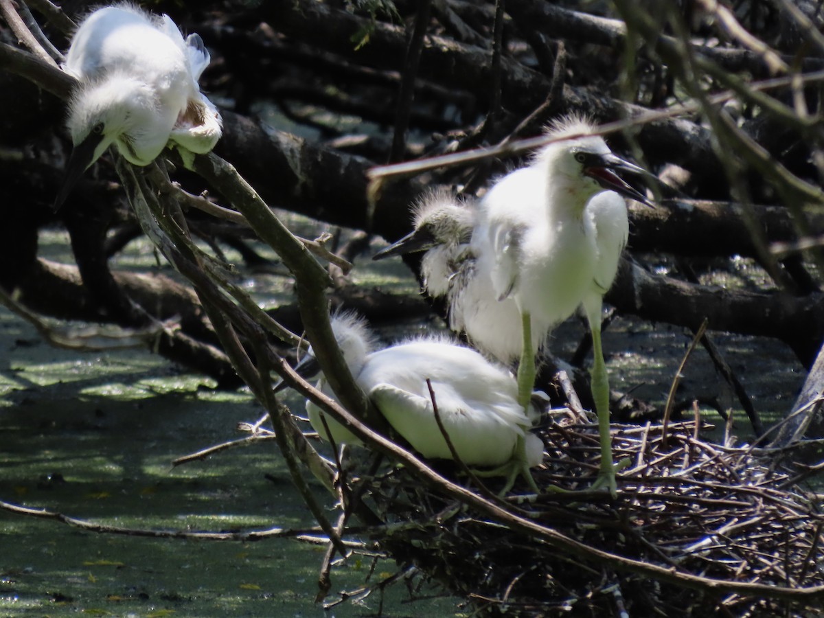 Little Blue Heron - ML614258372