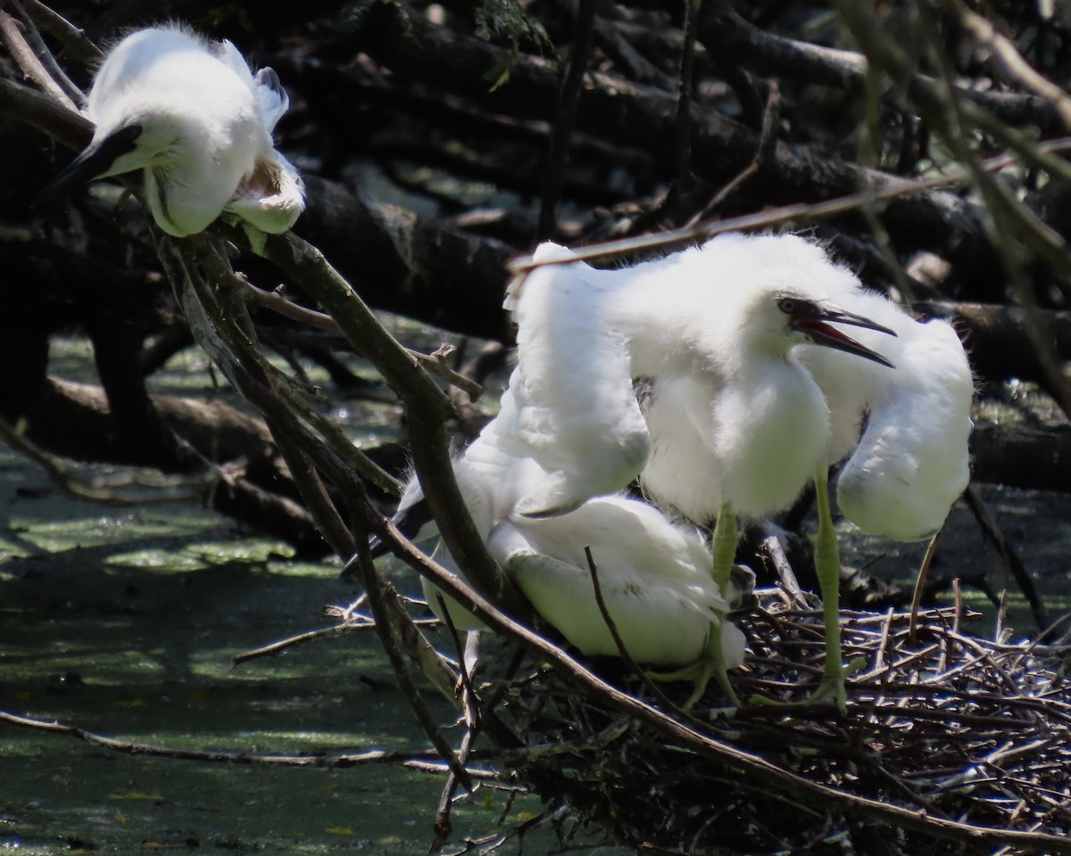 Little Blue Heron - ML614258373