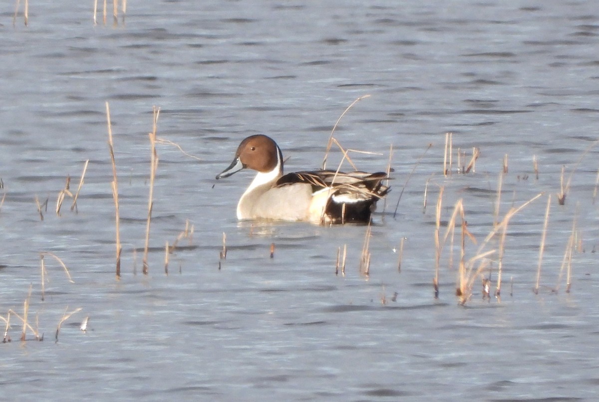 Northern Pintail - ML614258392