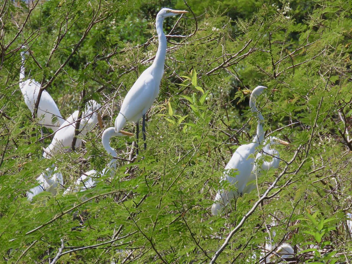 Great Egret - ML614258393