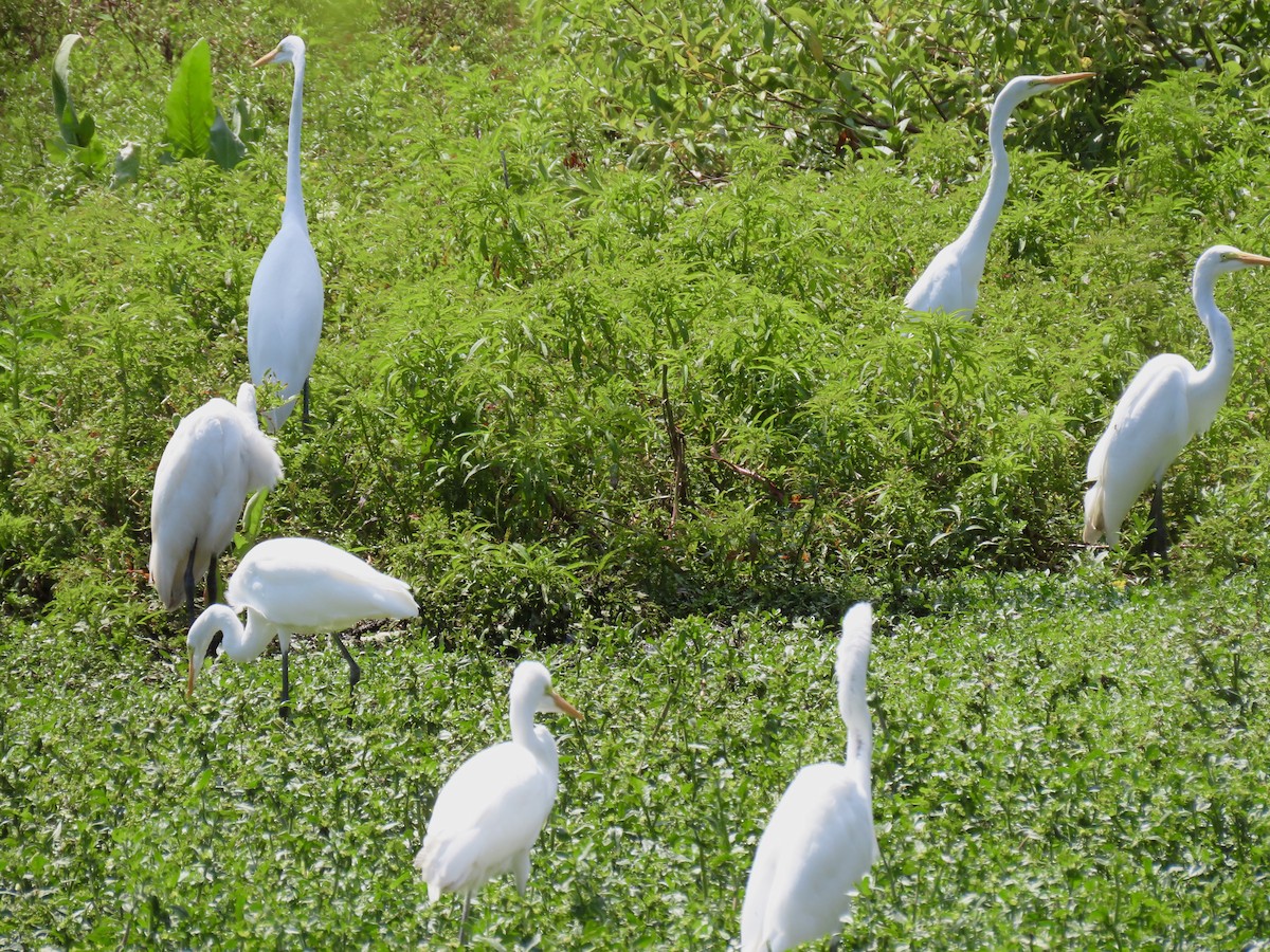 Great Egret - ML614258394