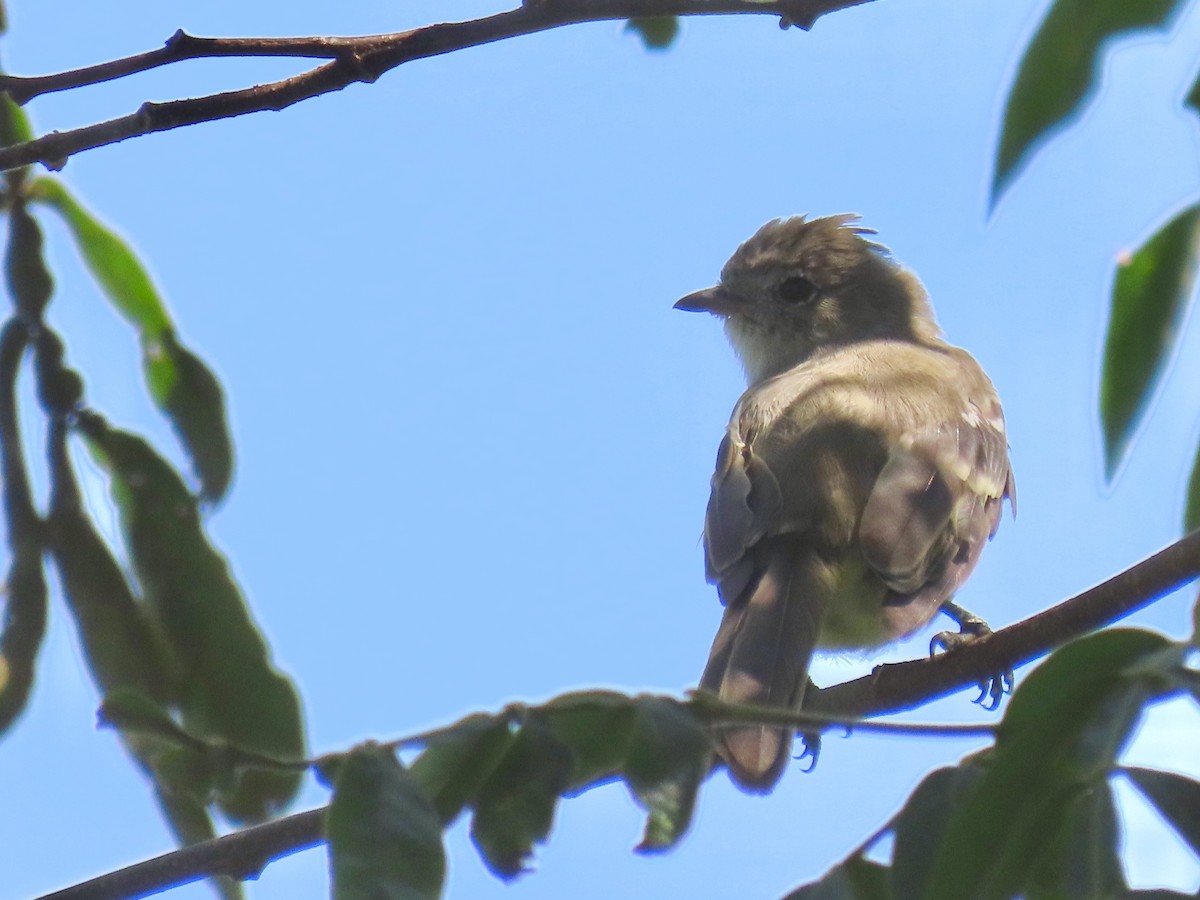 Yellow-bellied Elaenia - Ines Vasconcelos