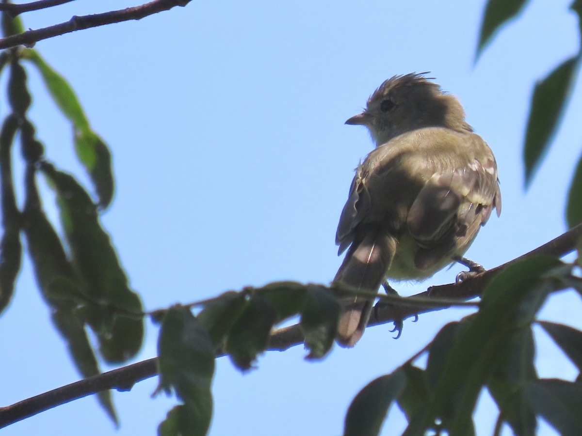 Yellow-bellied Elaenia - Ines Vasconcelos