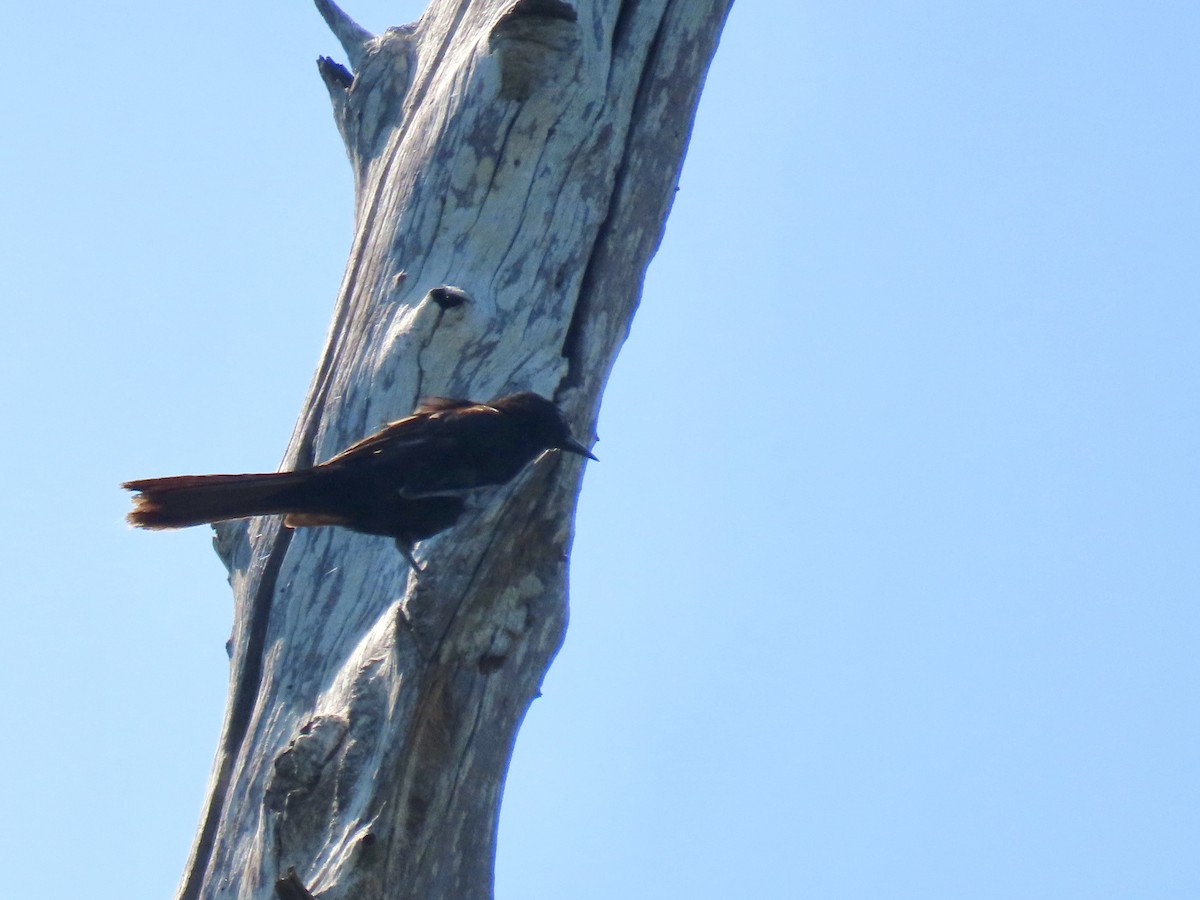 Turpial Variable (grupo pyrrhopterus) - ML614258436