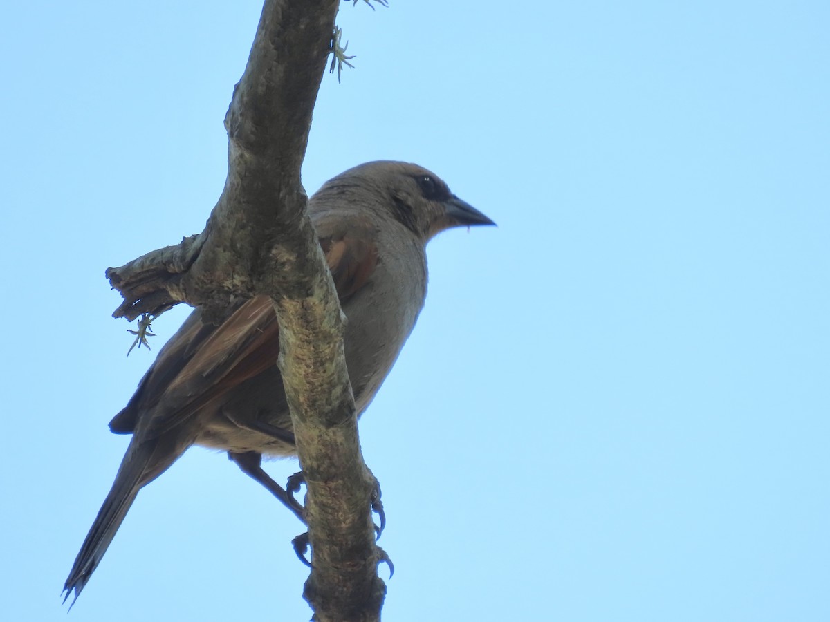 Grayish Baywing - Ines Vasconcelos