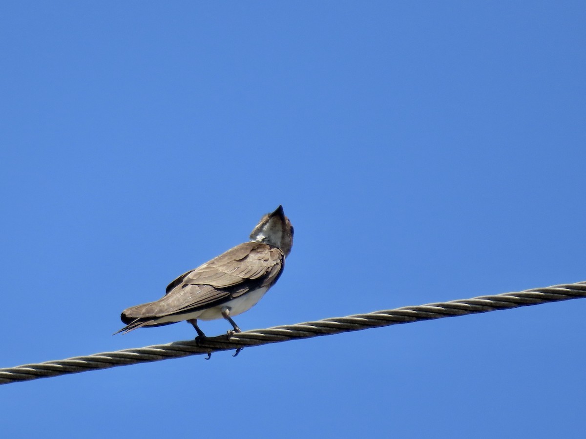 Brown-chested Martin - Ines Vasconcelos