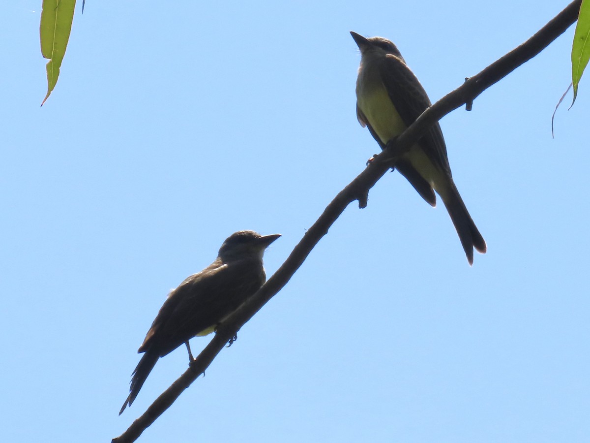 Tropical Kingbird - Ines Vasconcelos