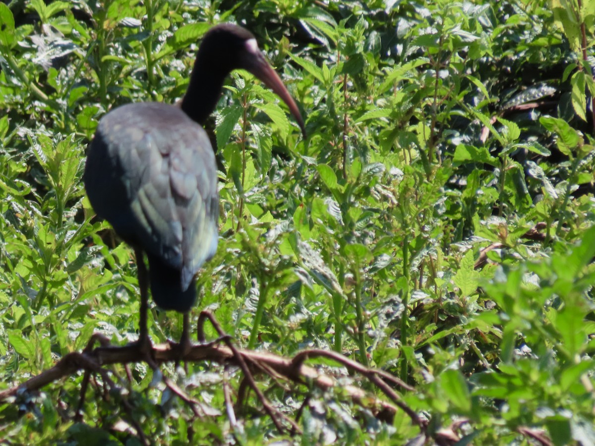 ibis tmavý - ML614258473