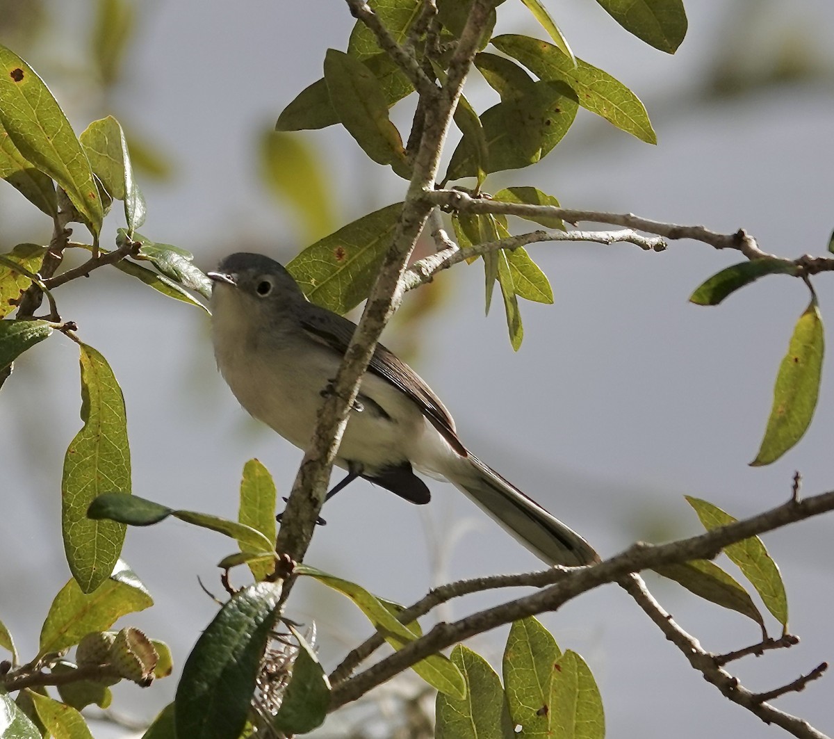 Blue-gray Gnatcatcher - Gail Glasgow