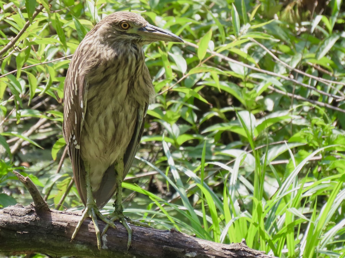 Black-crowned Night Heron - ML614258484