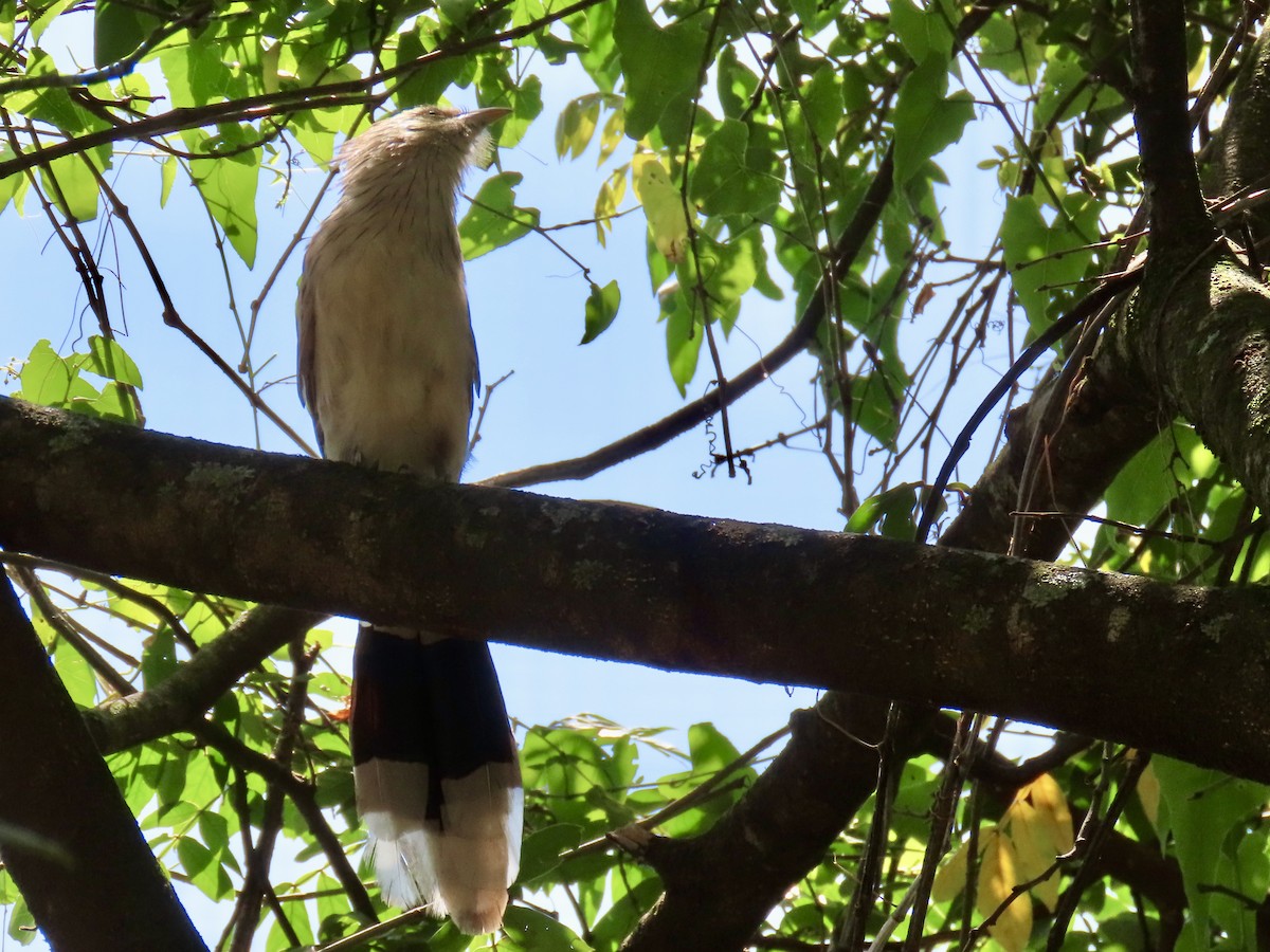 Guira Cuckoo - Ines Vasconcelos