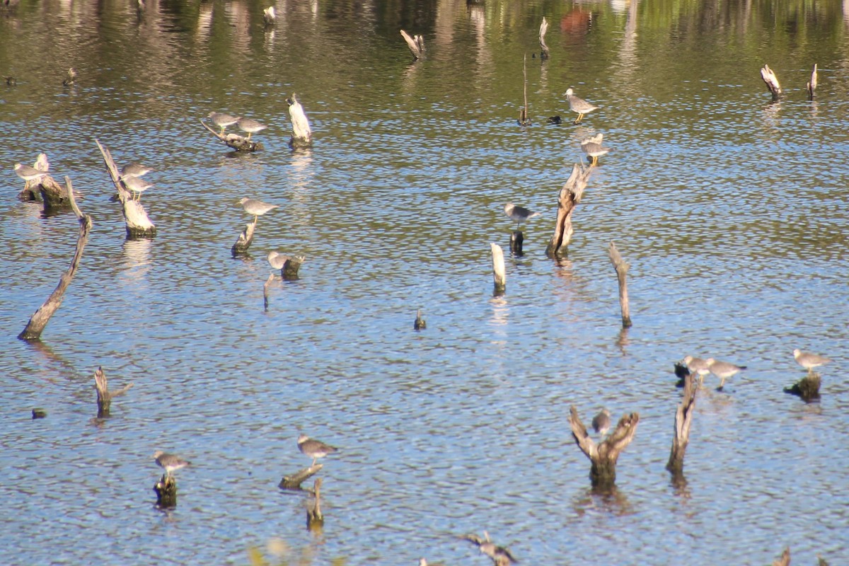 Gray-tailed Tattler - ML614258541