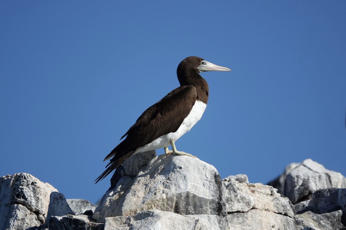 Brown Booby - ML614258546