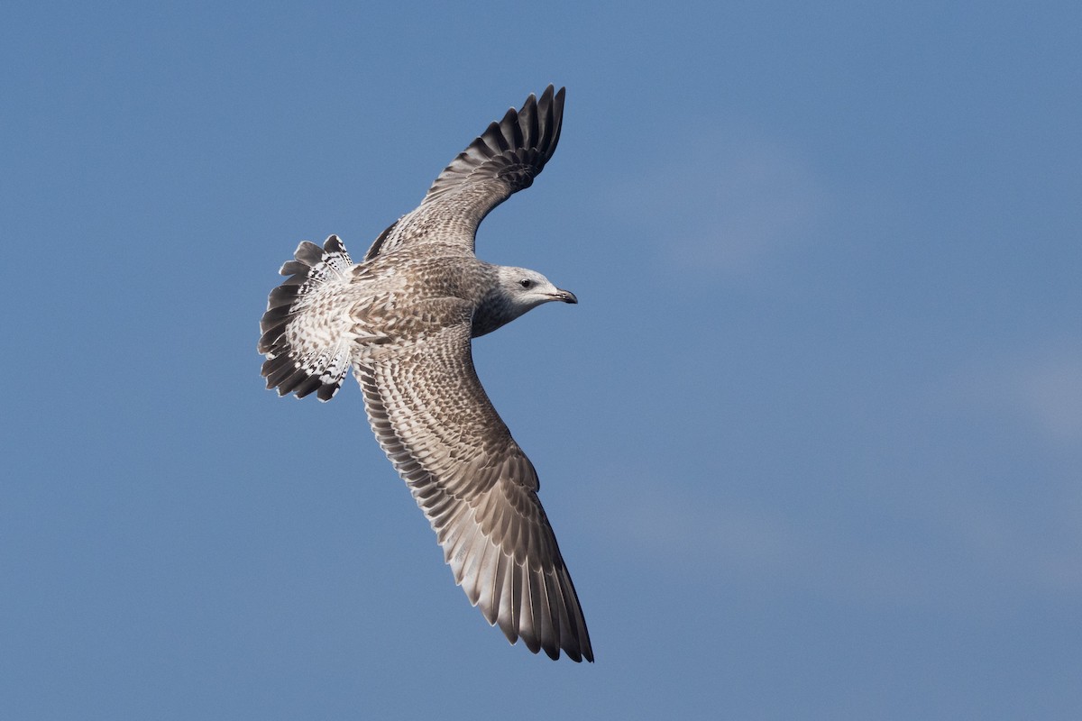 Herring Gull (Vega) - ML614258551