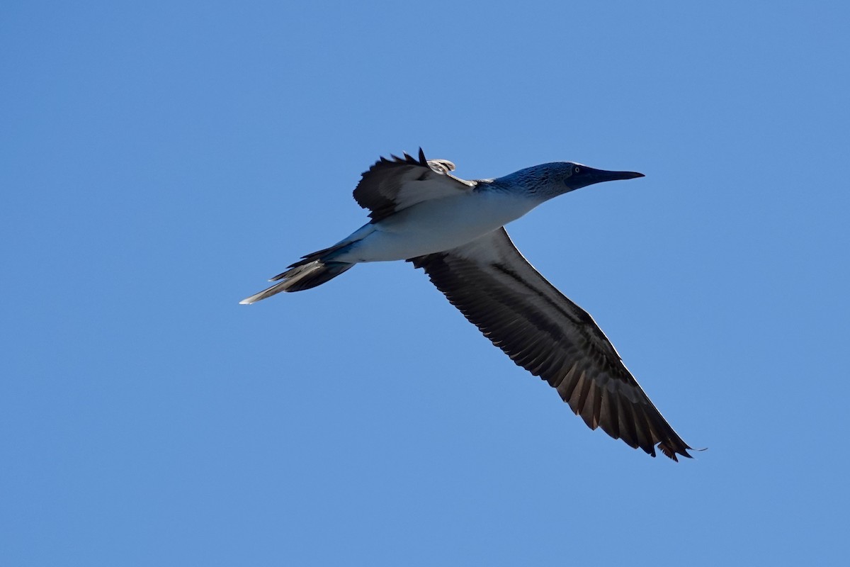 Blue-footed Booby - ML614258560