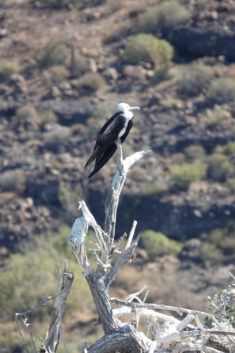 Magnificent Frigatebird - ML614258587