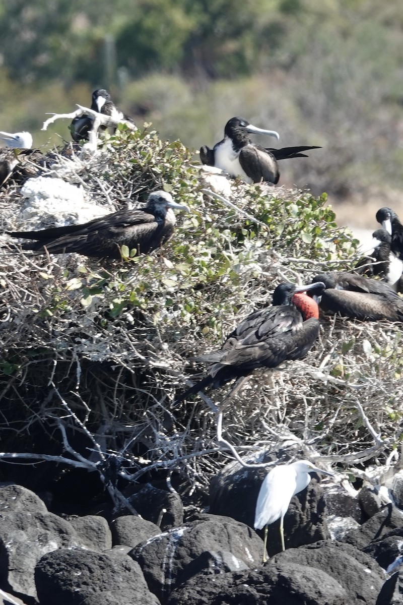 Magnificent Frigatebird - ML614258588