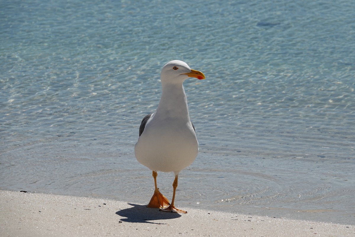 Yellow-footed Gull - ML614258590