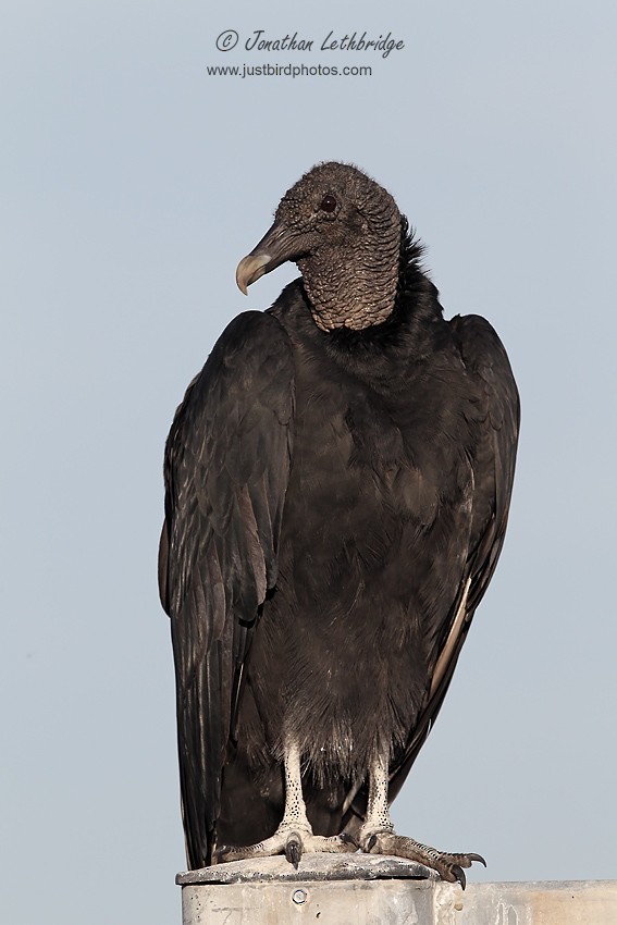 Black Vulture - Jonathan Lethbridge