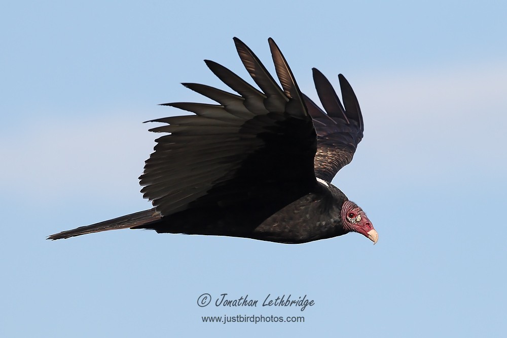 Turkey Vulture - Jonathan Lethbridge