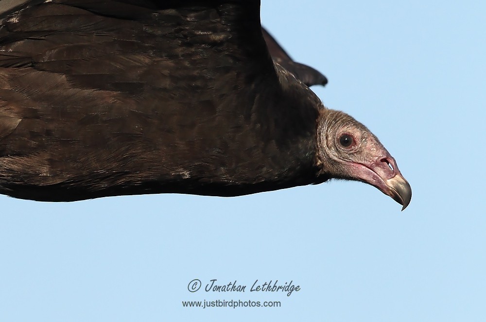 Turkey Vulture - Jonathan Lethbridge