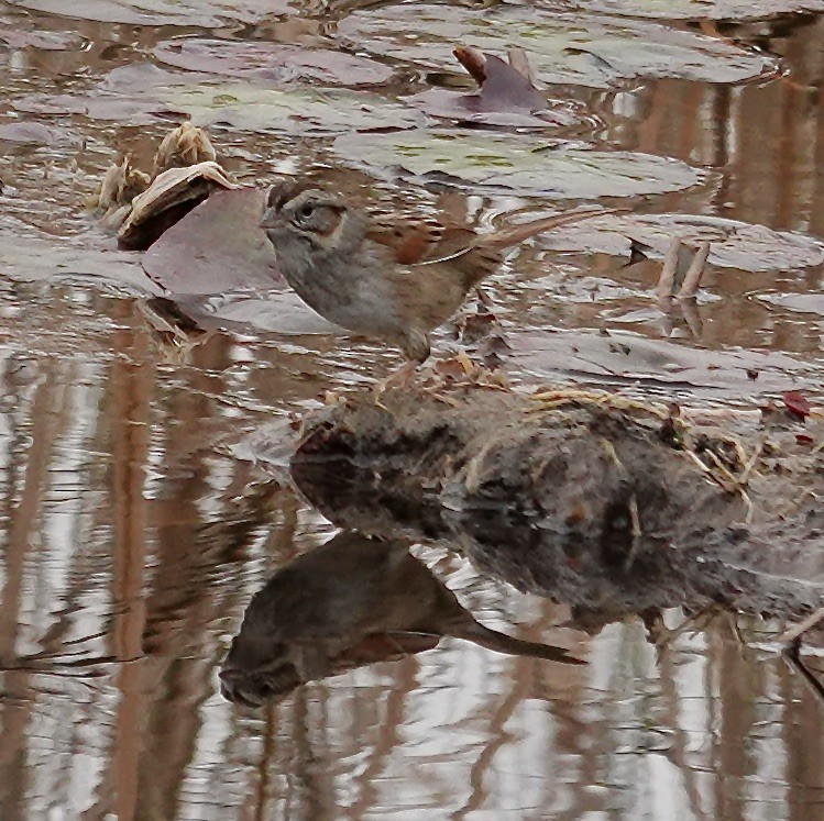 Swamp Sparrow - ML614258619