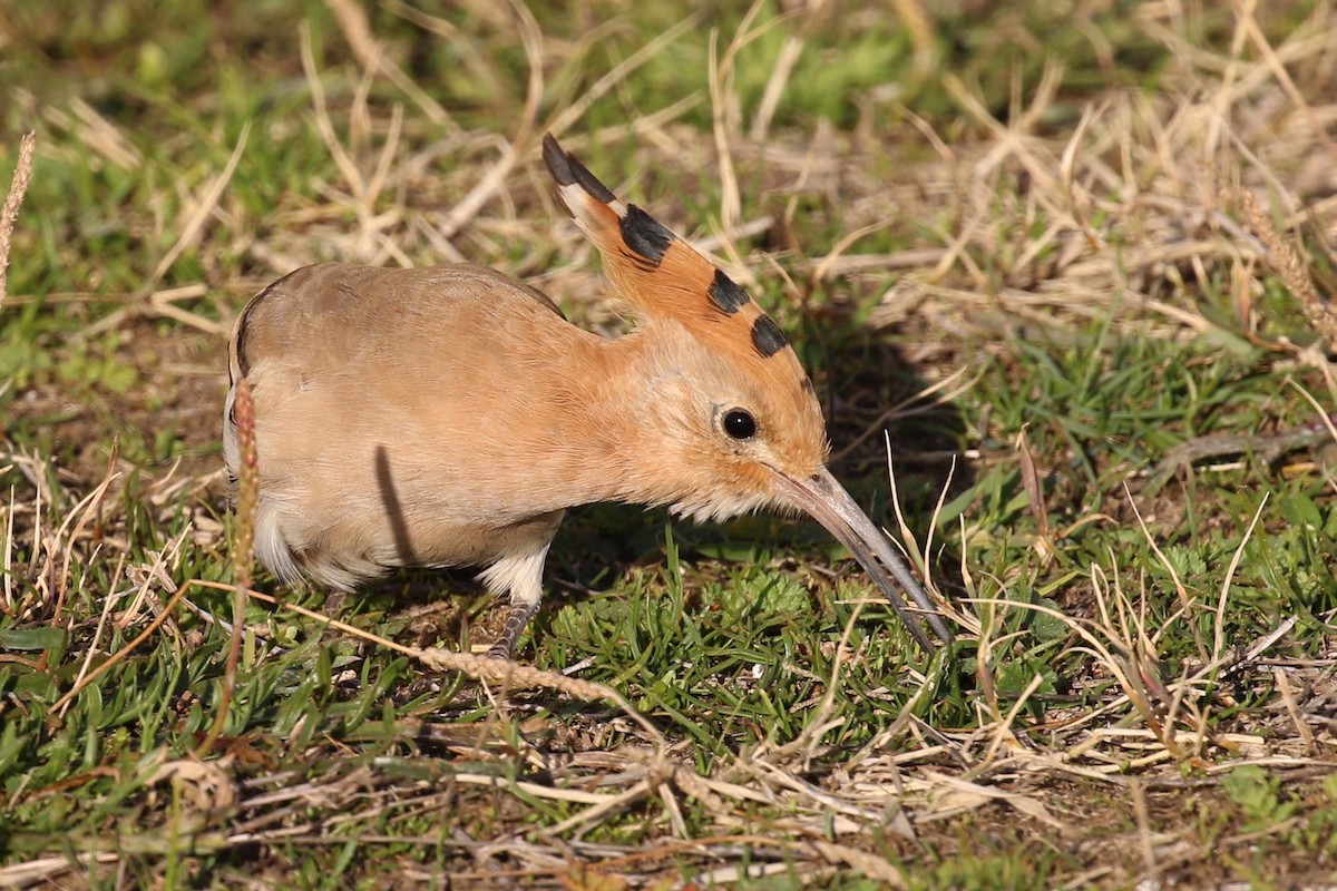 Eurasian Hoopoe - ML614258631