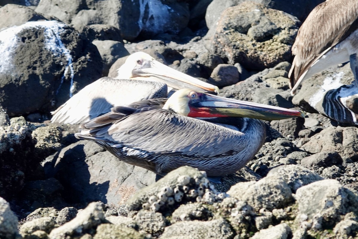 Brown Pelican - ML614258635