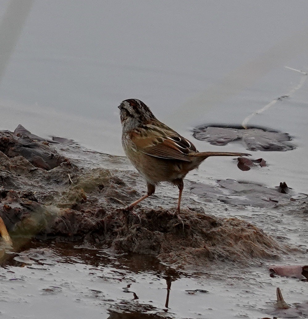 Swamp Sparrow - ML614258646