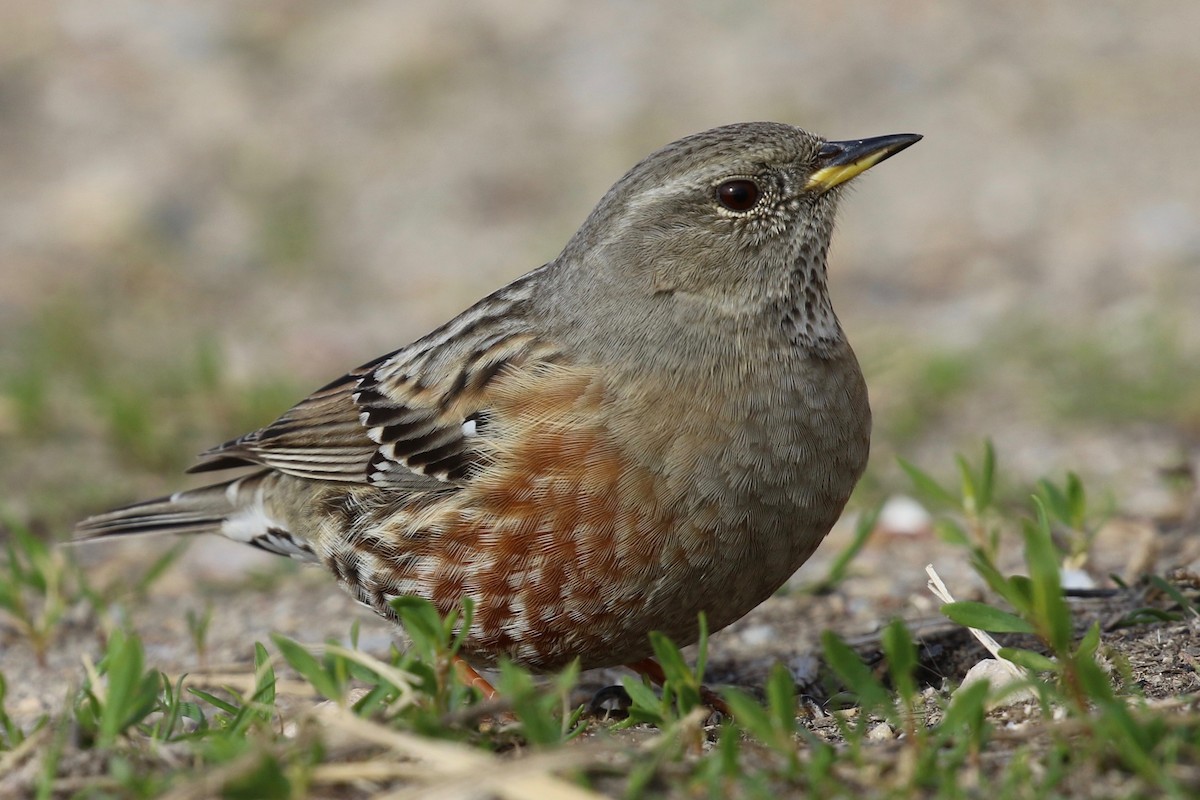 Alpine Accentor - Yann Ponthieux