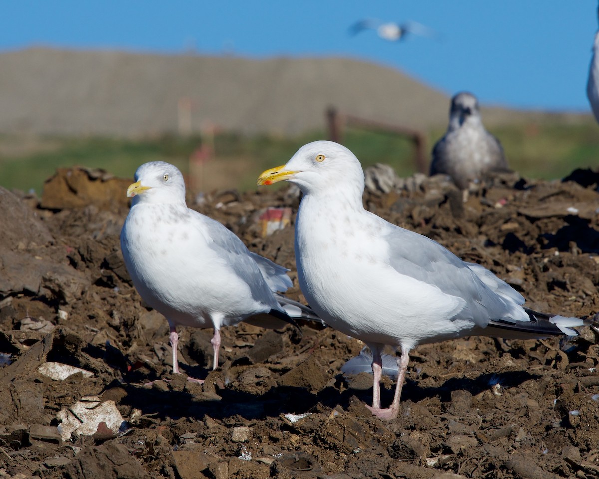 Herring Gull - ML614258702