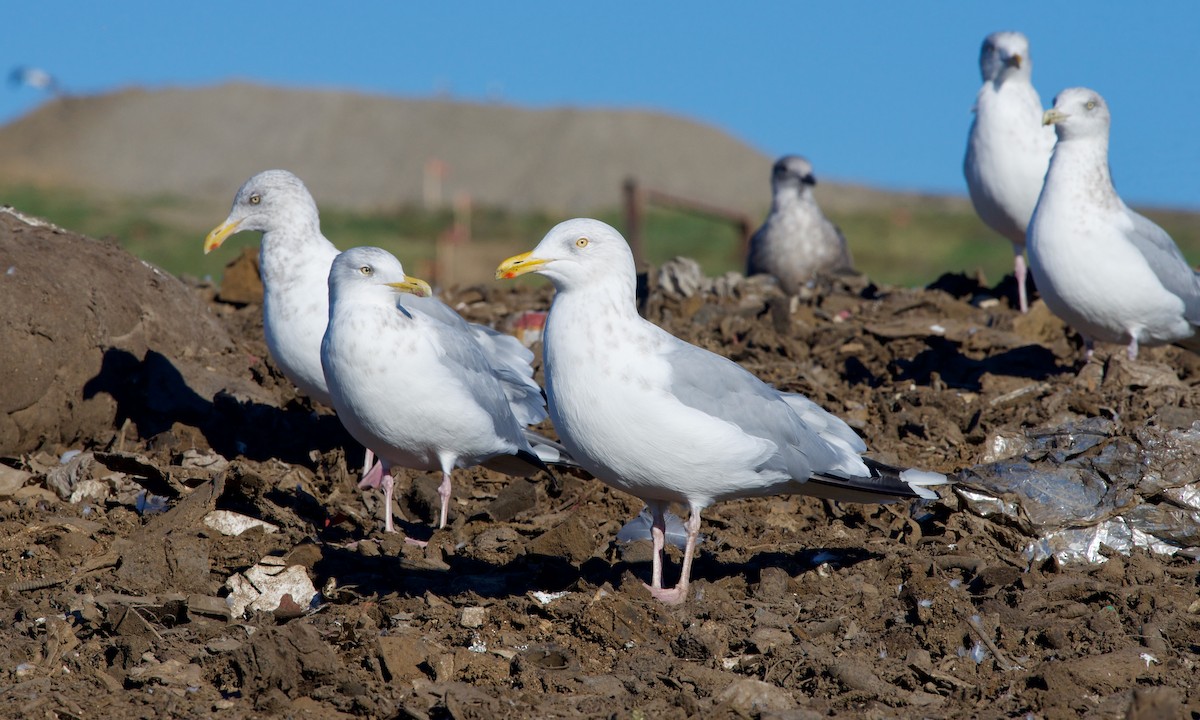 Goéland argenté - ML614258704