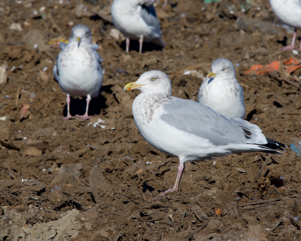 Herring Gull - ML614258705