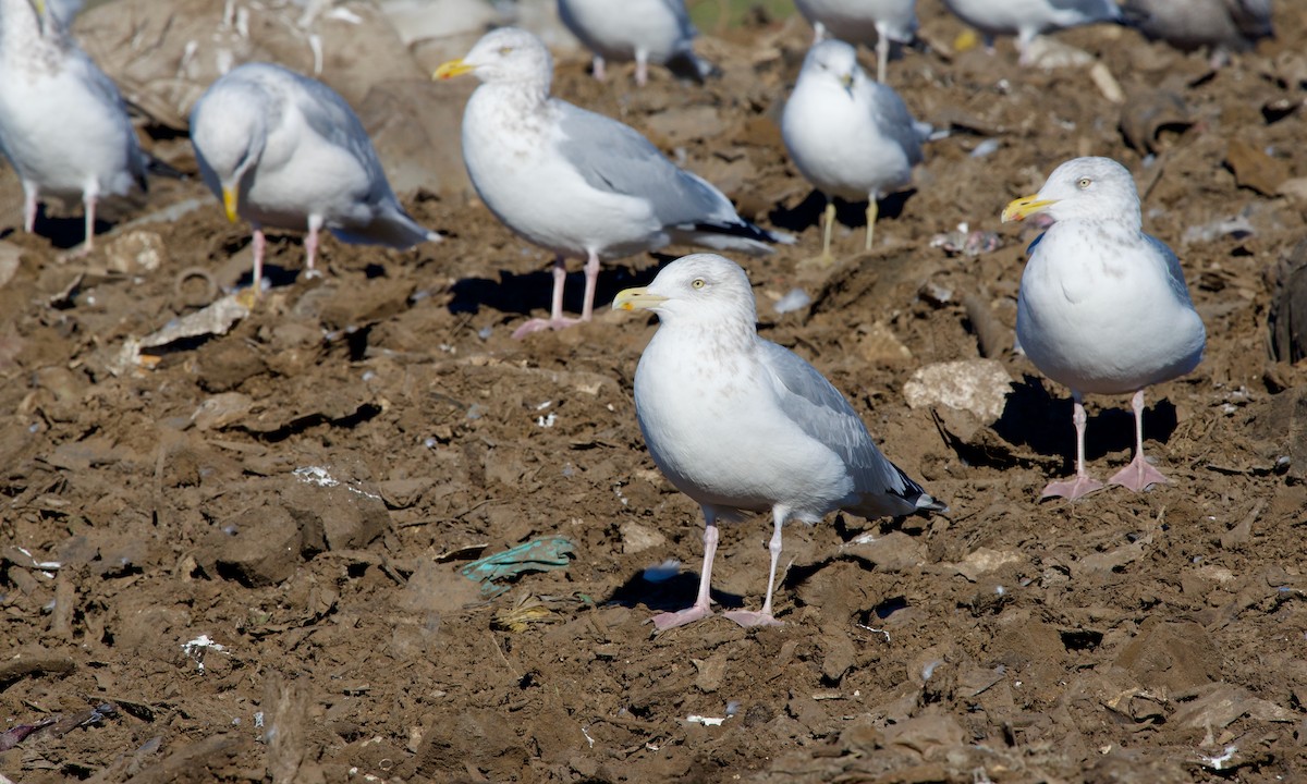 Herring Gull - ML614258707