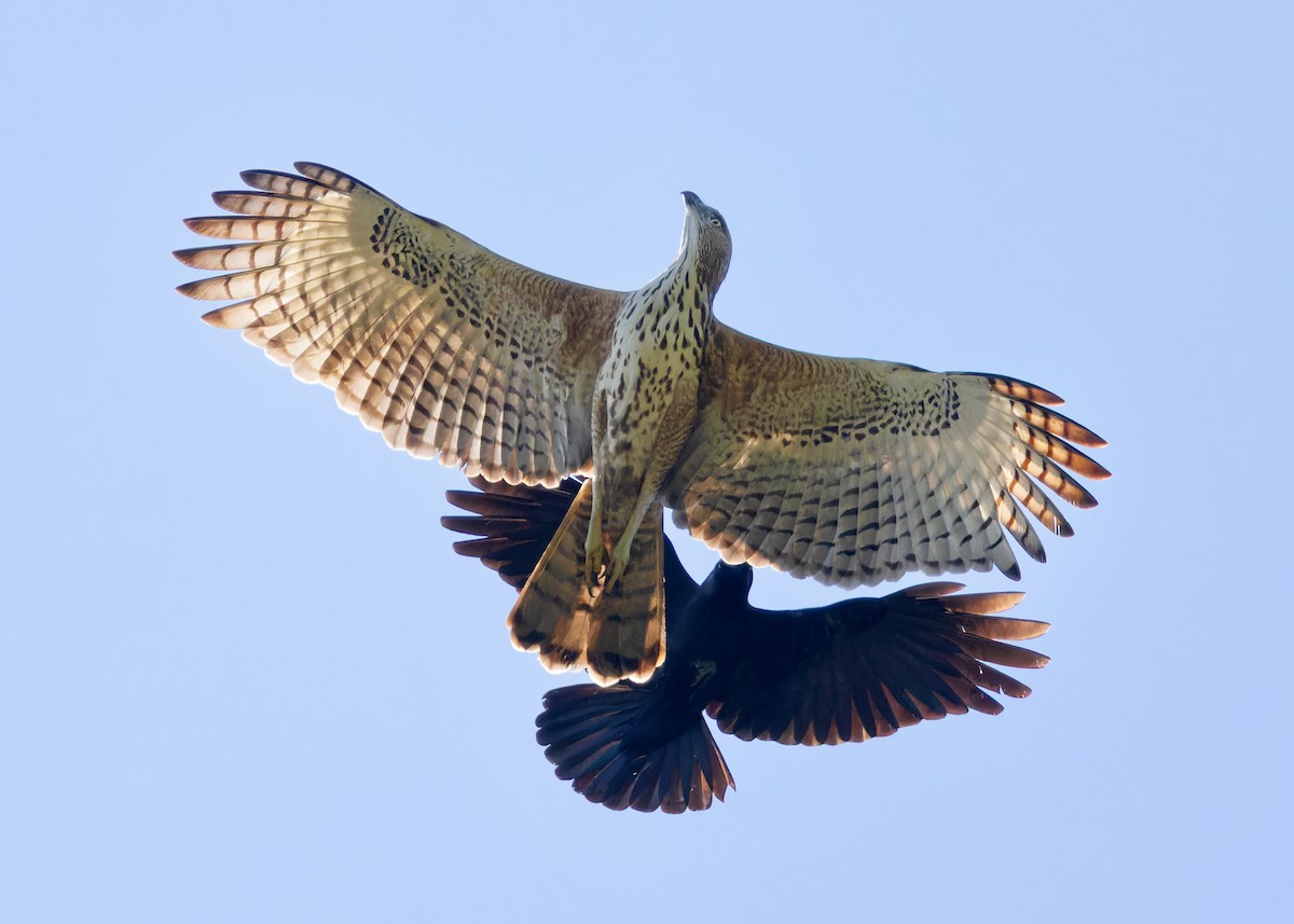 Changeable Hawk-Eagle - Ayuwat Jearwattanakanok