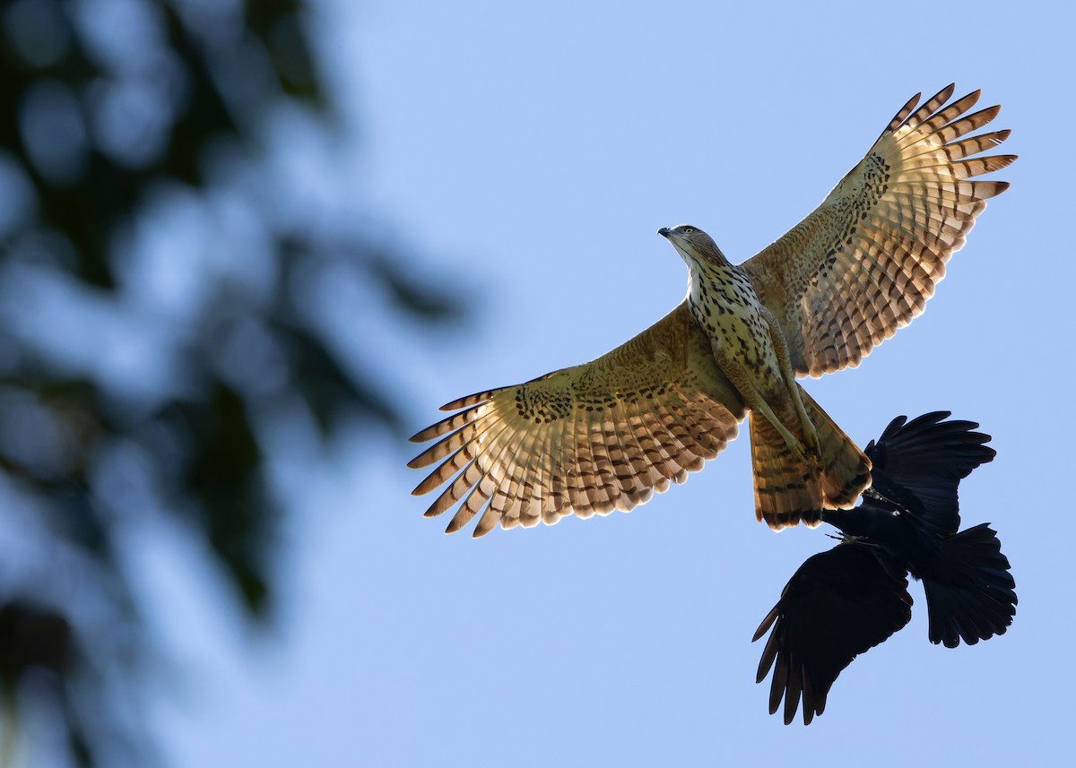 Changeable Hawk-Eagle - Ayuwat Jearwattanakanok