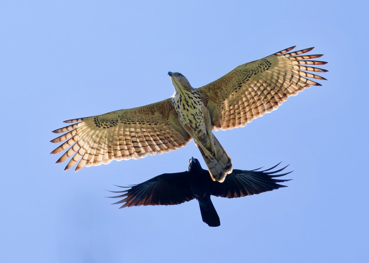 Changeable Hawk-Eagle - Ayuwat Jearwattanakanok
