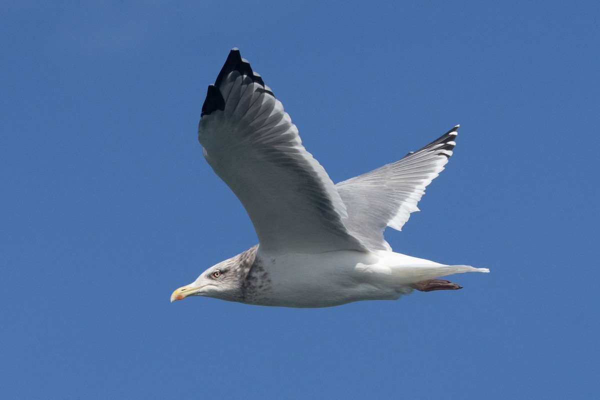 Herring Gull (Vega) - ML614258736