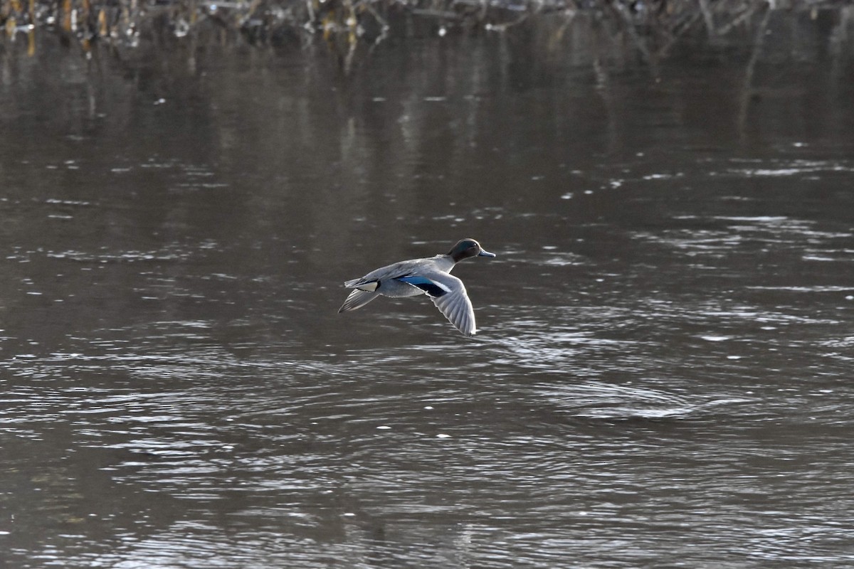 Green-winged Teal - ML614258757