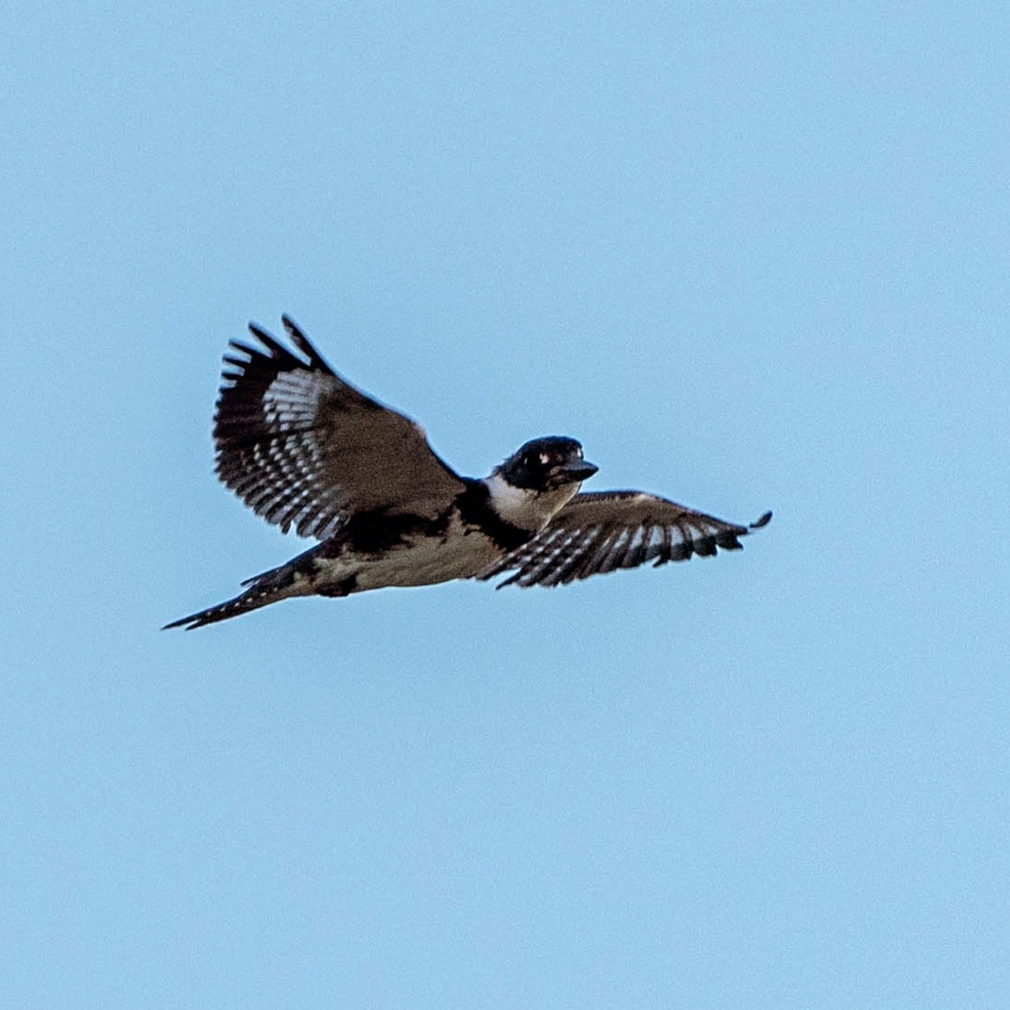 Belted Kingfisher - ML614258776