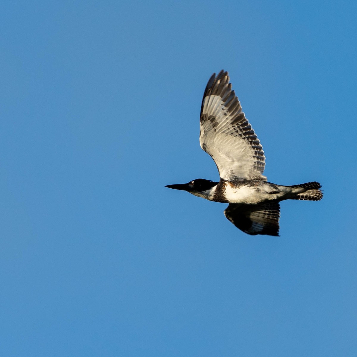 Belted Kingfisher - ML614258784