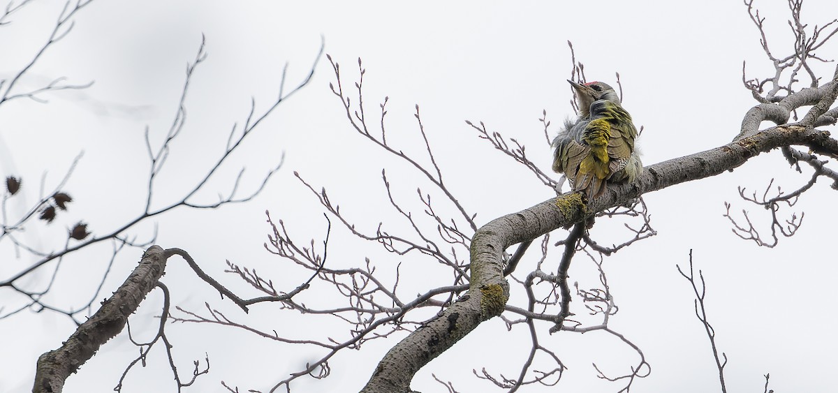 Gray-headed Woodpecker - ML614258804