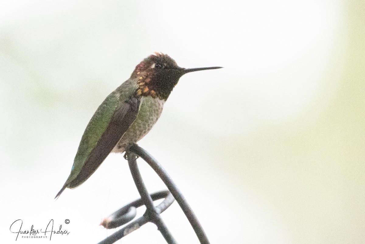 Anna's Hummingbird - ML614258815
