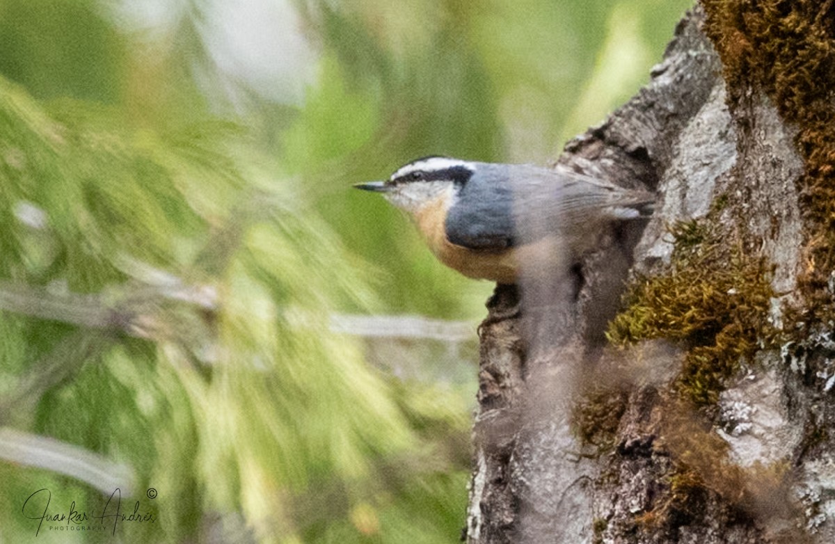 Red-breasted Nuthatch - ML614258843