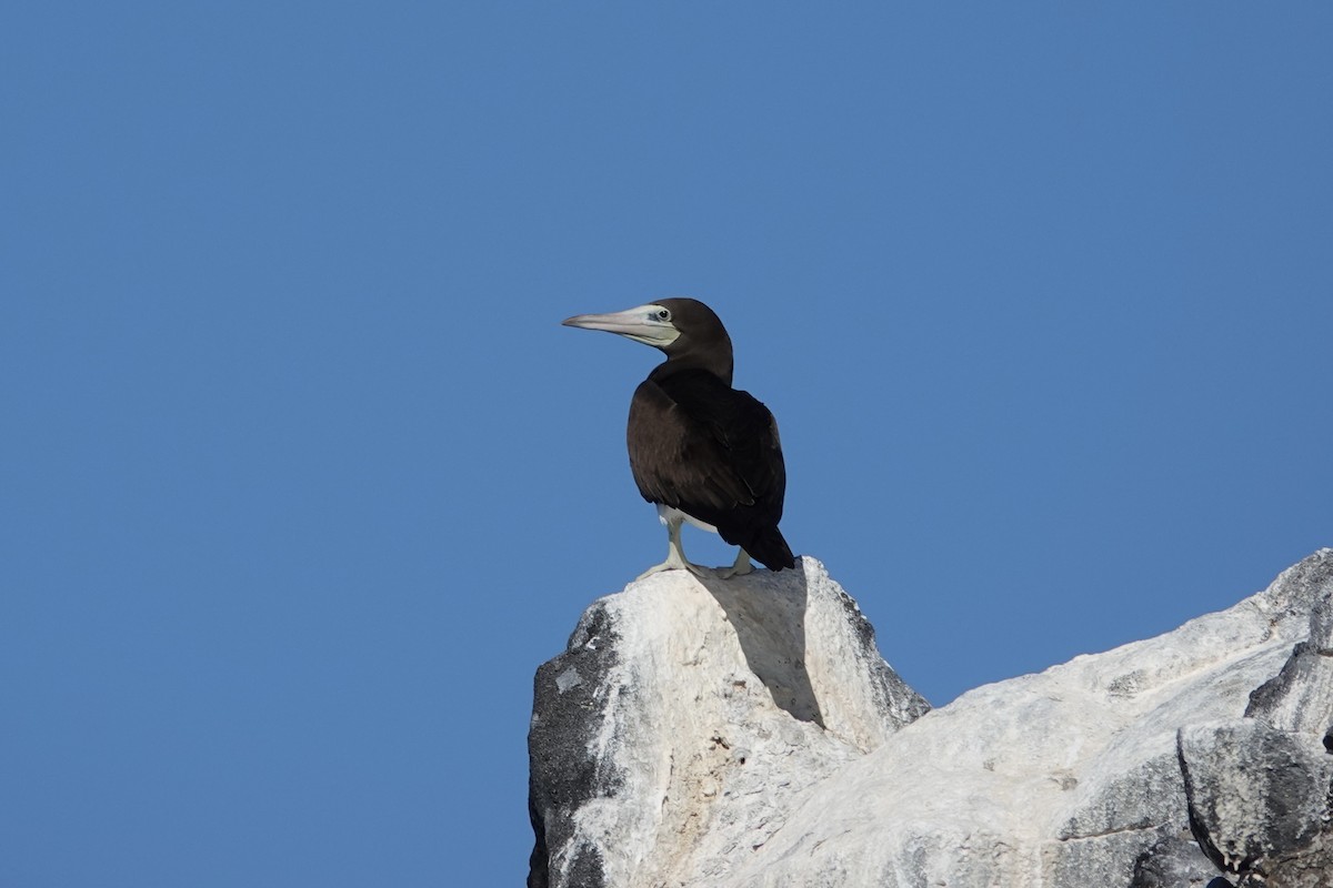 Brown Booby - ML614258878